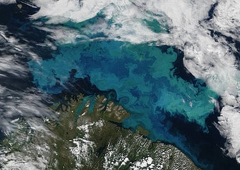 A plankton bloom in the Barents Sea. Image credits: NASA’s Earth Observatory.