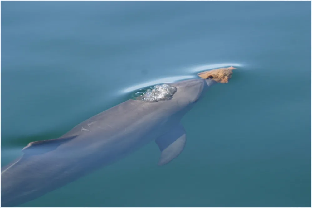 Dolphin using sponge as tool