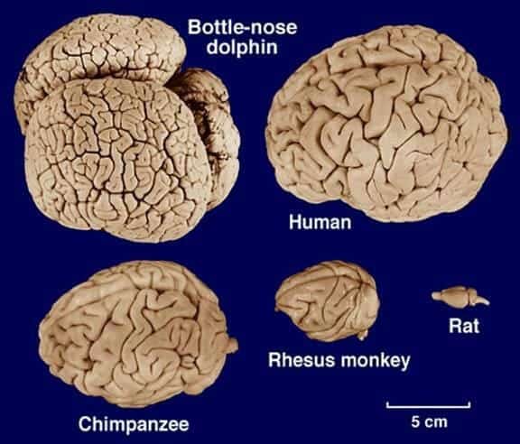 Dolphin brain size compared to other animals 
