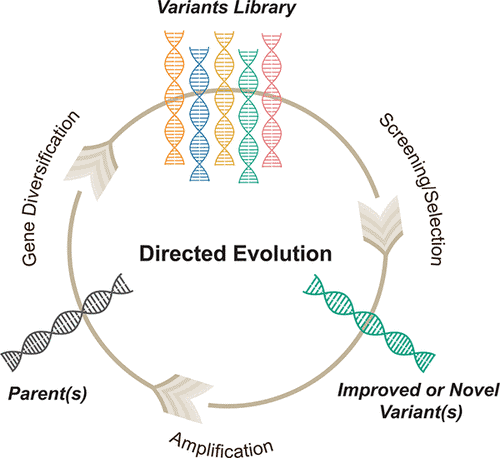 Directed evolution schematic