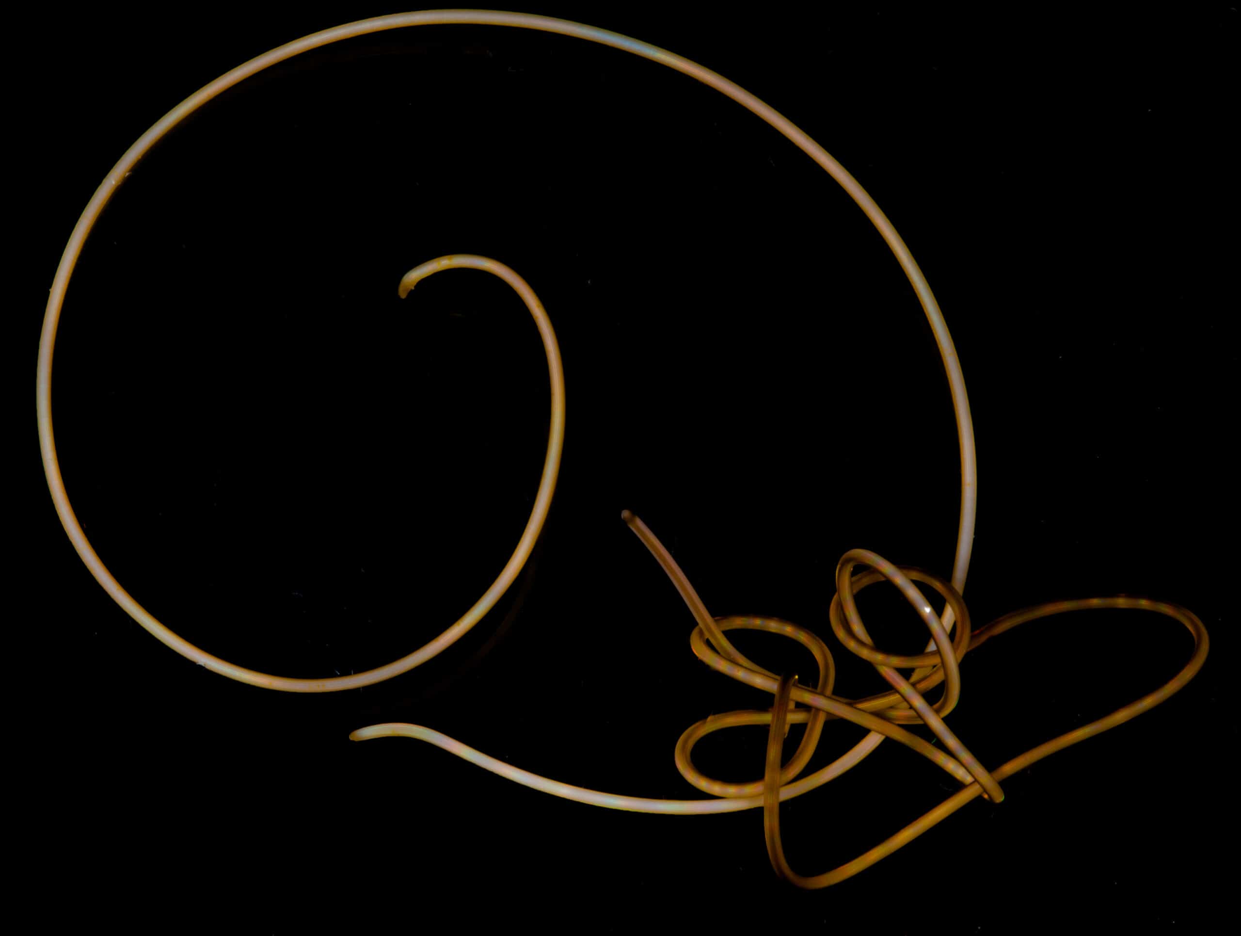 Hairworm tanglerd