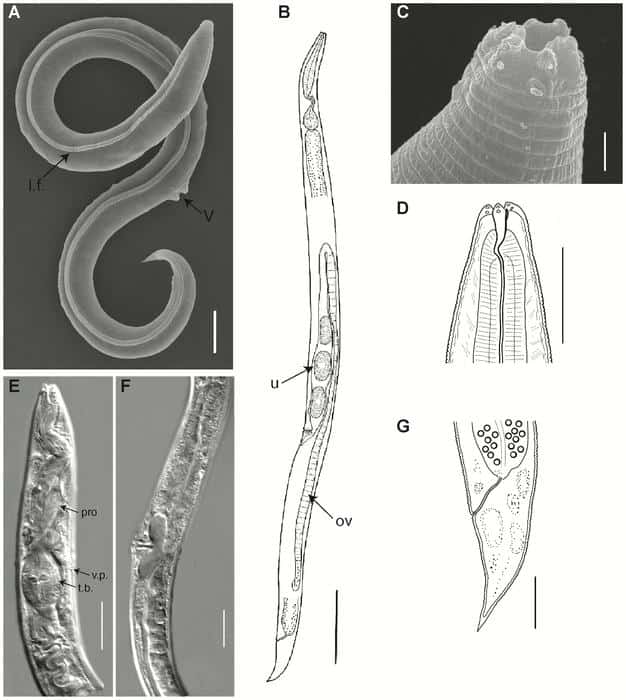 nematode morphology science