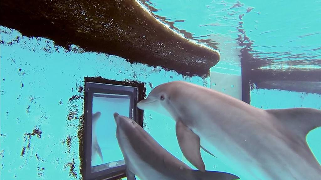 Dolphins recognize themselves in the mirror