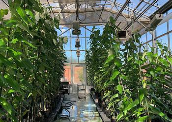 CRISPR-modified poplar trees (left) and wild poplar trees grow in an NC State greenhouse. Image credits: NC State University.