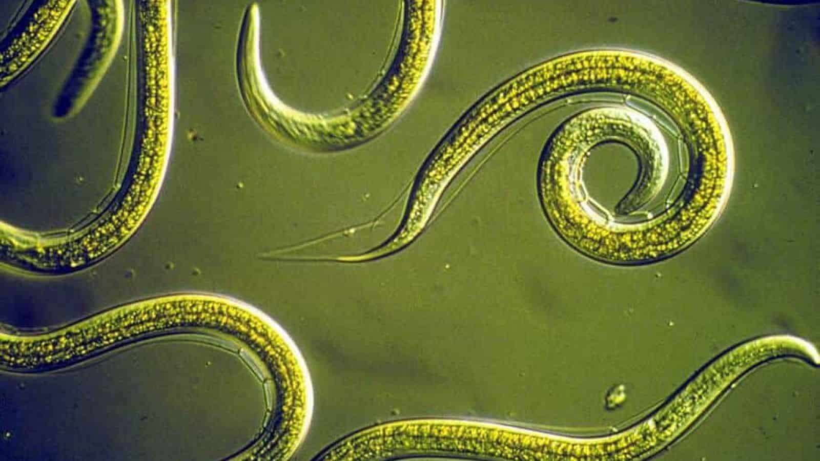 Caenorohabditis elegans under the microscope
