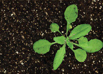 The researchers used Arabidopsis thaliana as a test subject in their study. Image credits: Martienssen Lab.