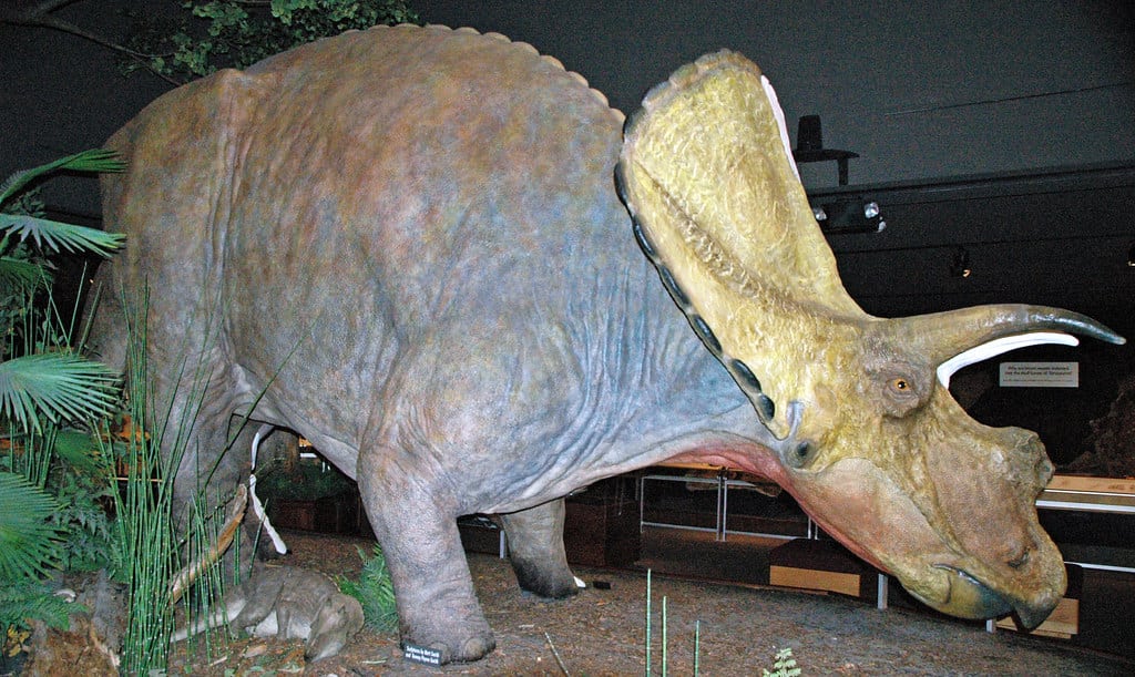 torosaur dinosaur similar triceratops