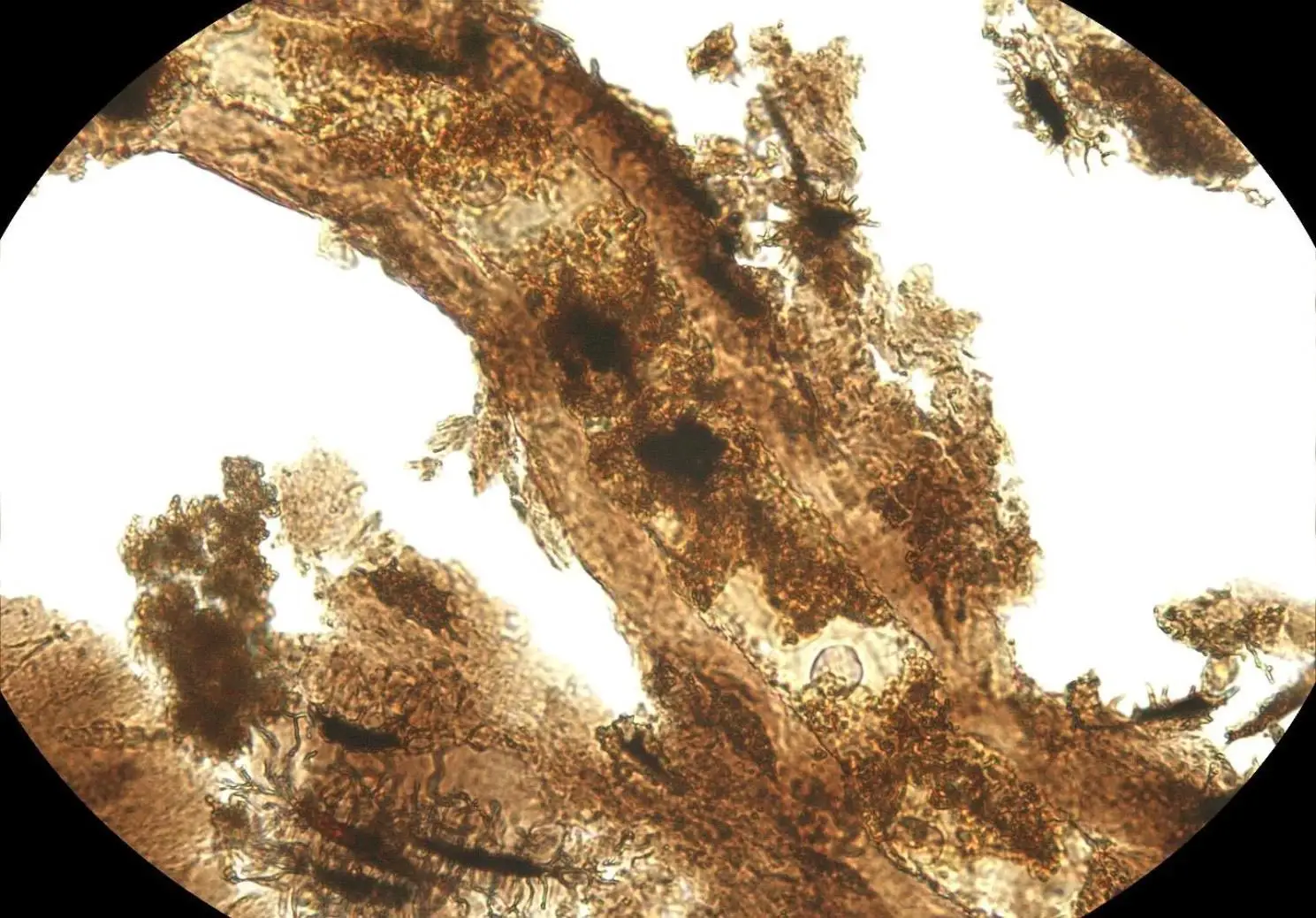 Paleoecology: runner-up. Paradoxical preservation. Microscopy reveals an extracted diplodocid dinosaur blood vessel. Credit: Dr. Jasmina Wiemann

