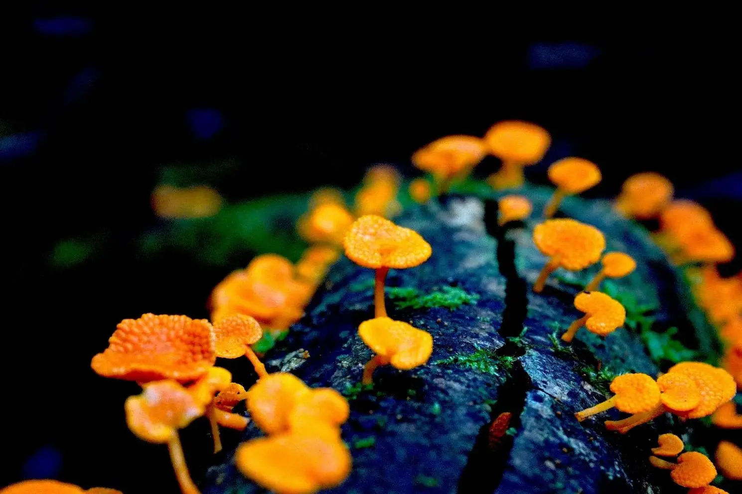 An invasive orange pore fungus poses unknown ecological consequences for Australian ecosystems.