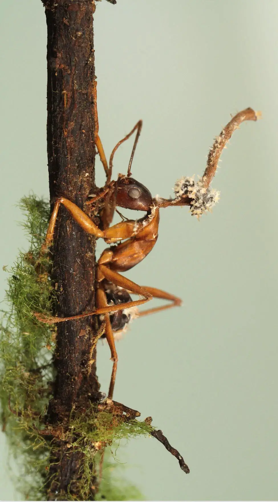 A mycoparasitic fungus parasitizing the fruiting body of a zombie-ant fungus.