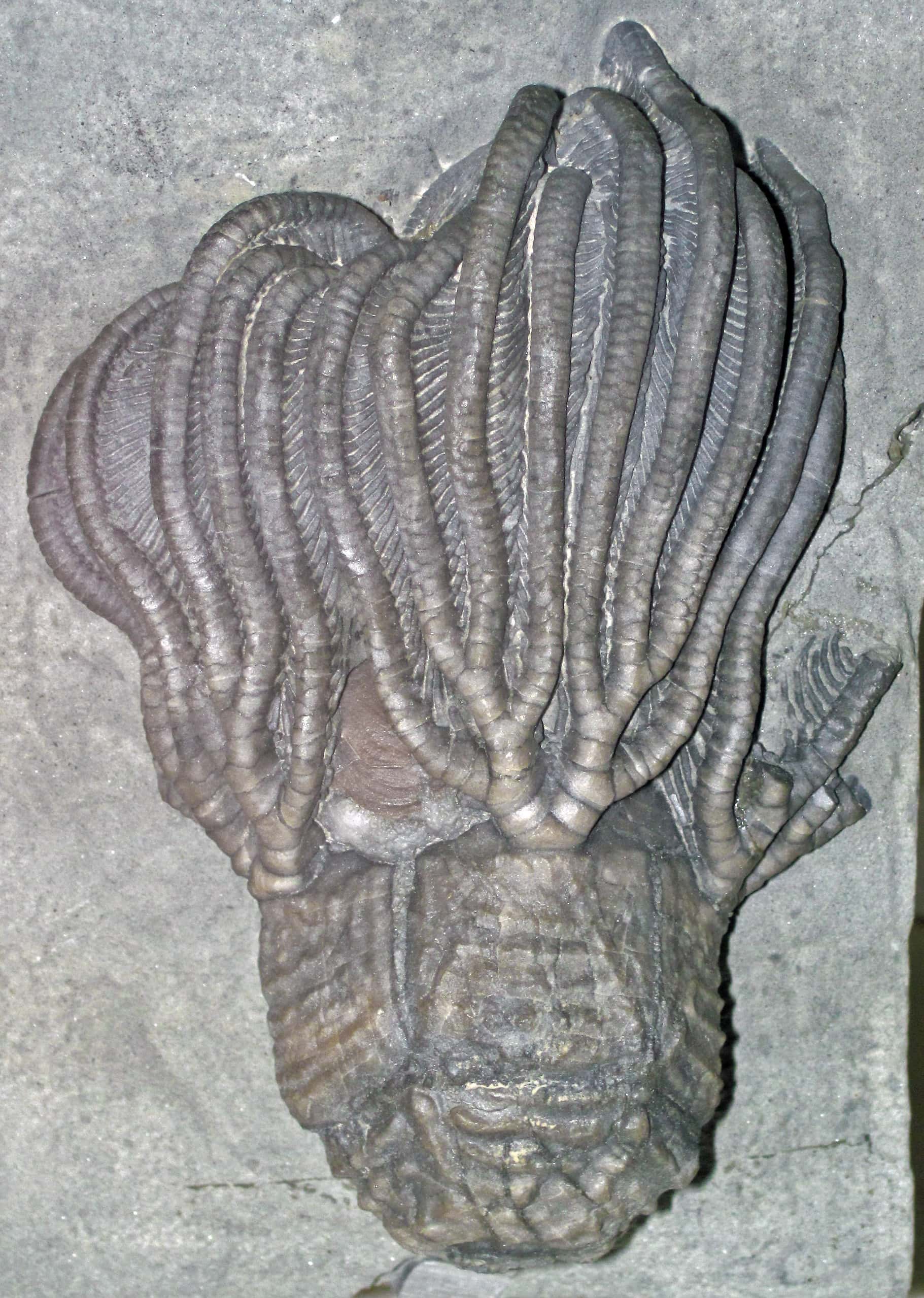 Platycrinus saffordi fossil crinoid 