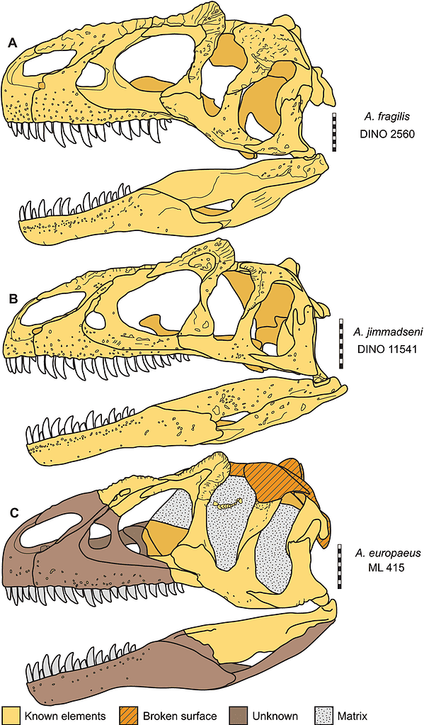 allosaurus skull