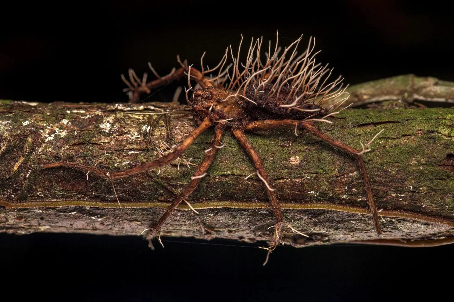 Defeated. A spider seemingly defeated by a parasitic fungus. Credit: Roberto García-Roa