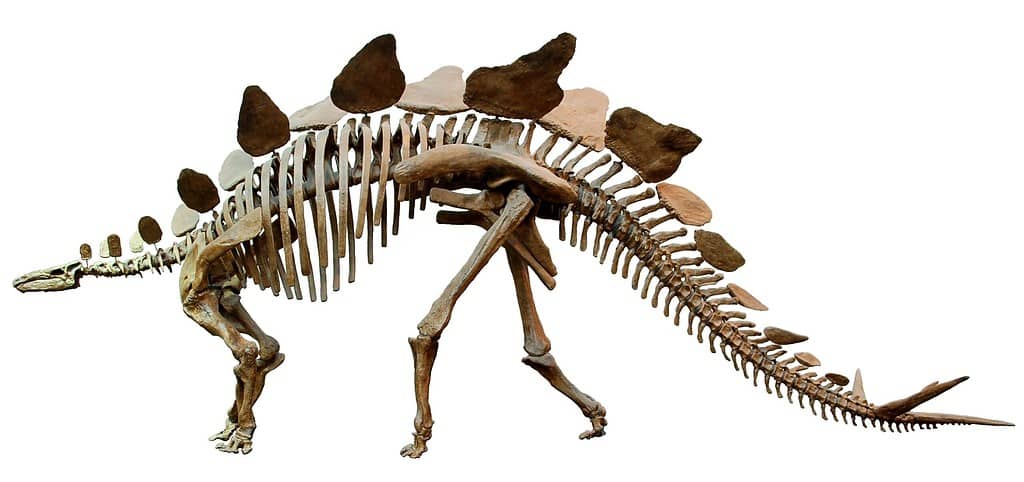 stegosaurus skeleton