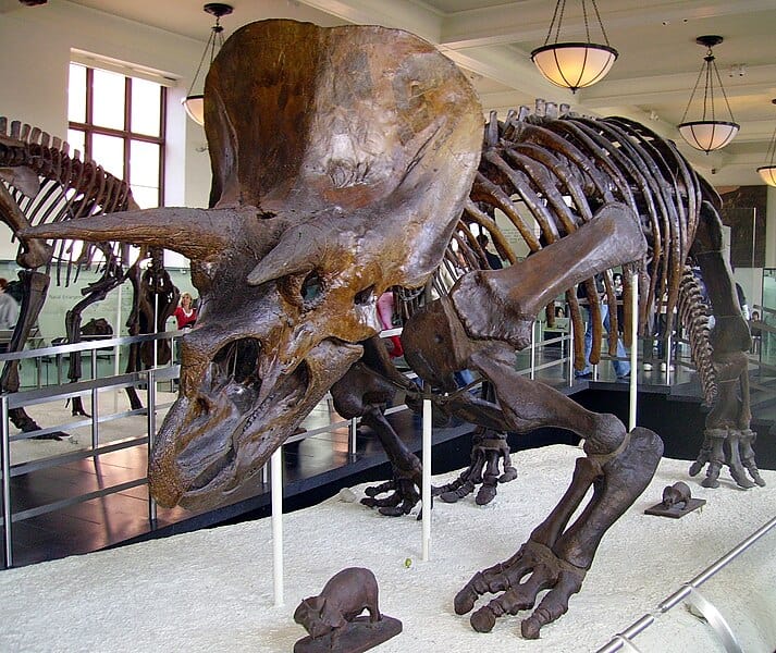 triceratops fossil skeleton
