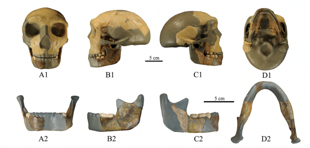 ancient hominin skull