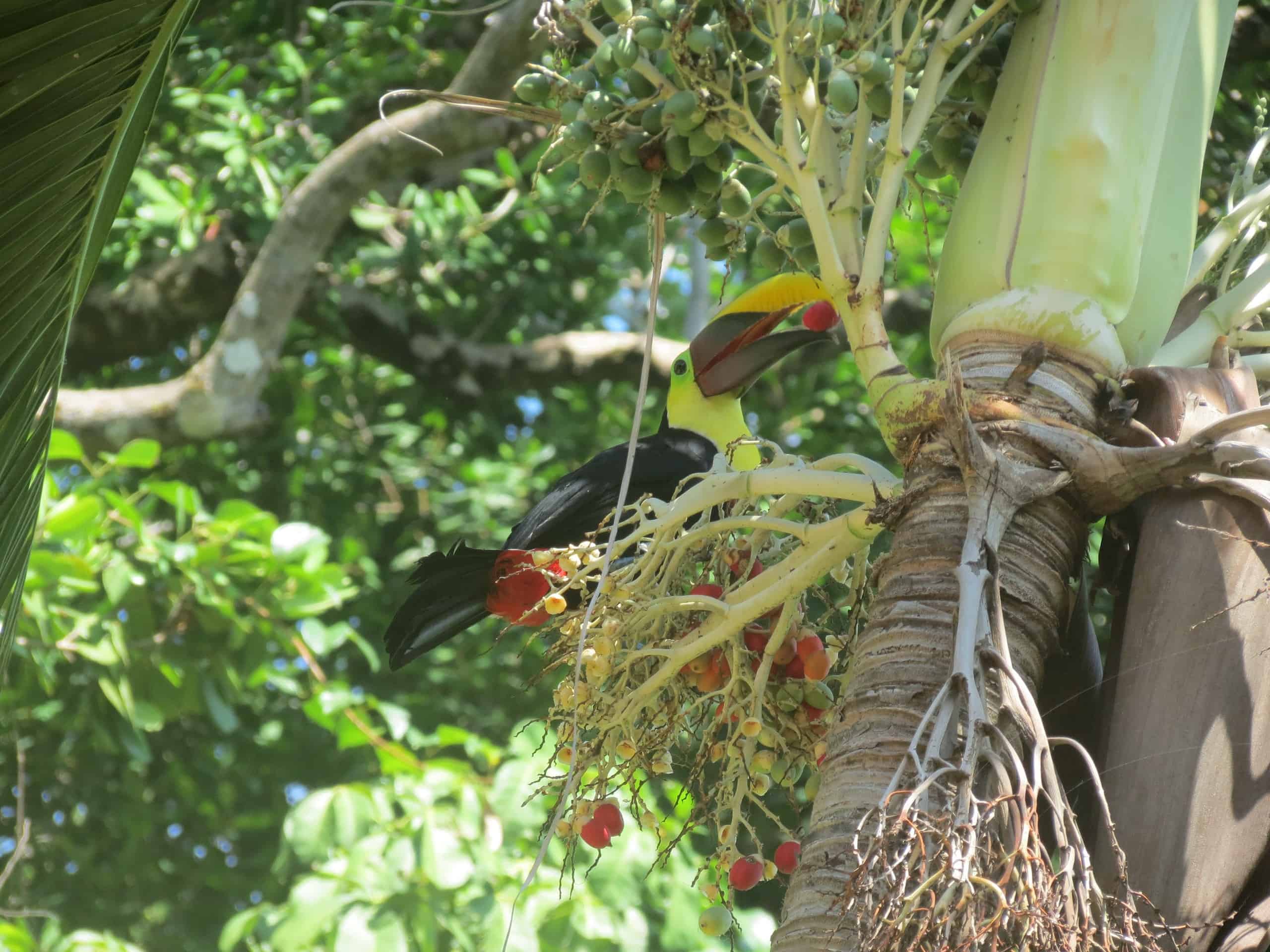 toucan and jungle