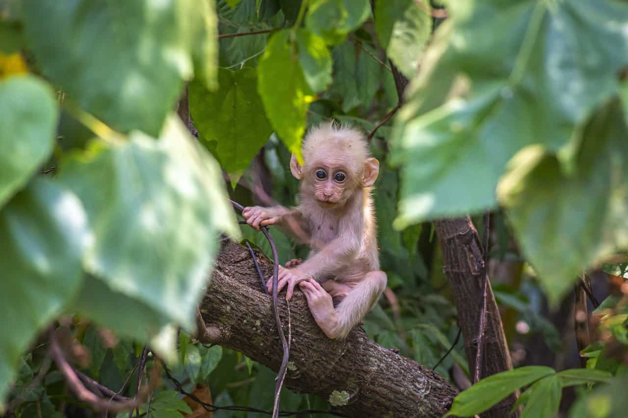 baby monkey in tropical forest
