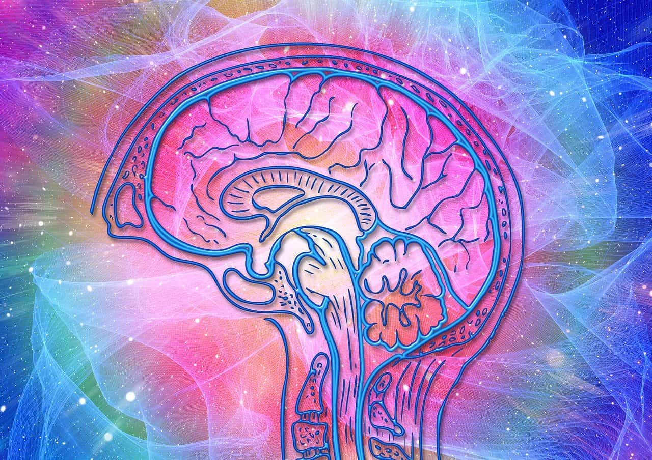 Brain consciousness