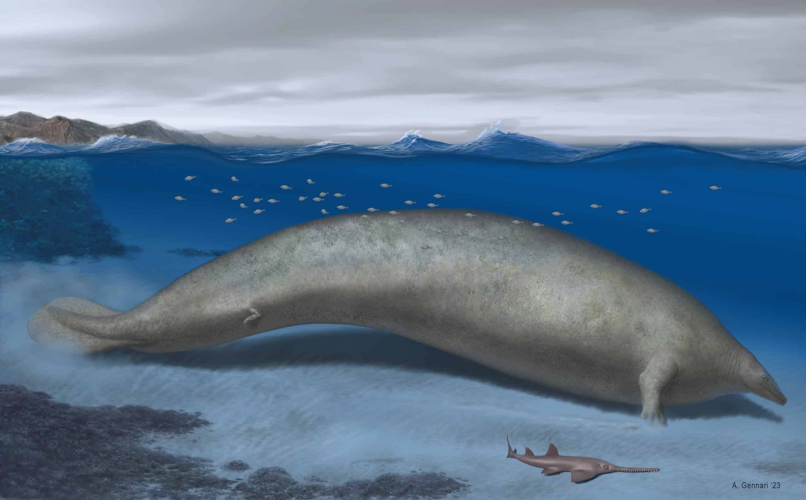 Perucetus colossus huge whale