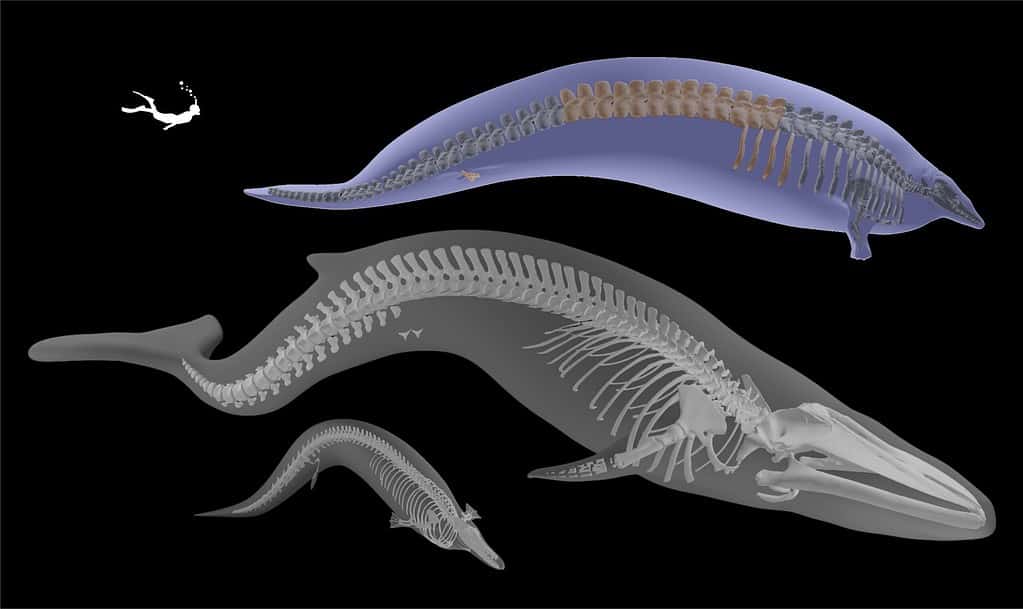 3d model of colossal whale