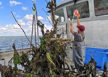 Overgrown tree-reef being examined on board after five months in the Wadden Sea. Image credits: Jon Dickson
