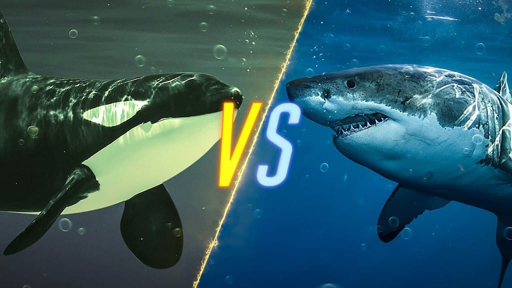 great white vs orcas comparisson