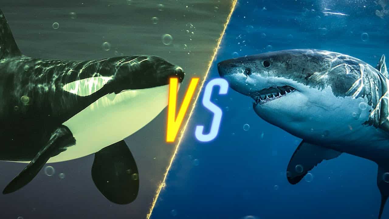 orca vs great white shark