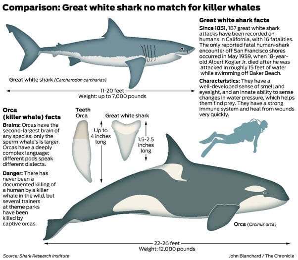 great white vs orcas comparisson