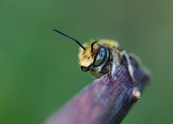 A male leafcutter bee of the genus Megachile. Image credits: Andrew Murray.