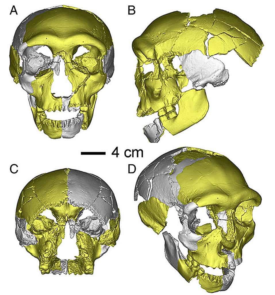The virtually reconstructed HLD 6 skull. 