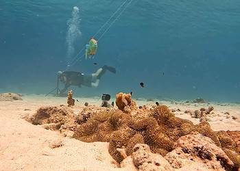 The researchers spent hours underwater pulling model fish along a wire past colonies of damselfish, and filming their responses. Image credits: Sam Matchette.