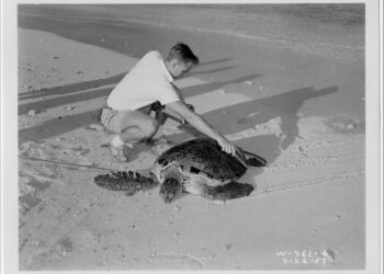 An individual using a Geiger counter to examine a green sea turtle for potential radioactivity in 1957. Image credits: US National Archives.