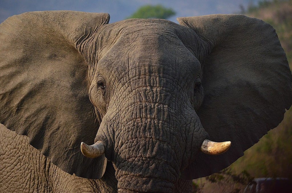elephant south africa