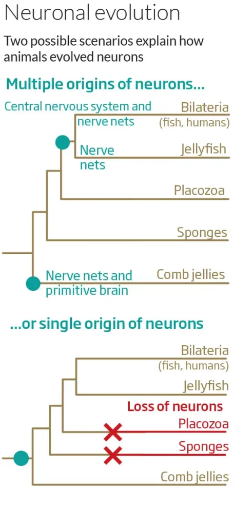 Schematic of possible pathways for the evolution of the first neurons