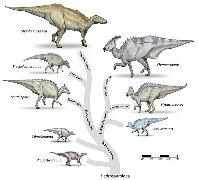 the hadrosaur family tree