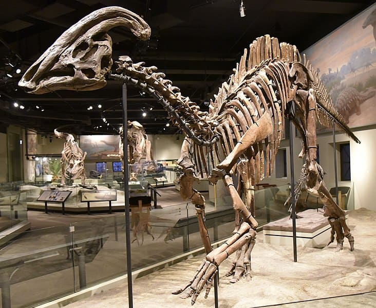 Fossil of Parasaurolophus