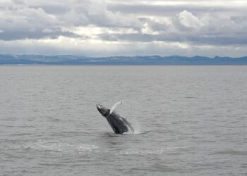 A humpback whale in Iceland. Image credits: Wikipedia Commons.