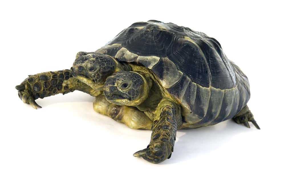 Janus, (Testudo graeca) the two-headed tortoise exhibited in the Natural History Museum of Geneva