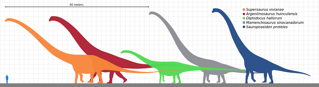 different types of sauropods