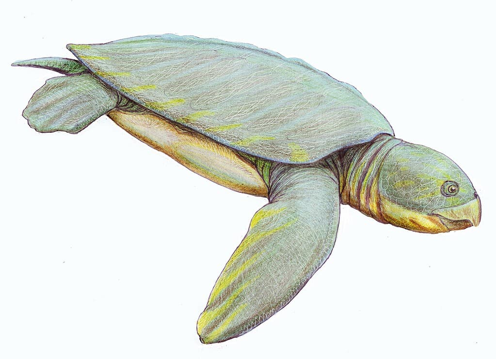 archelon turtle