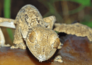 The new gecko species. Image credits: Jörn Köhler.