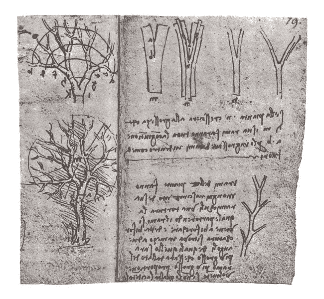 This sketch from one of Leonardo da Vinci’s notebooks illustrates his original “rule of trees,”