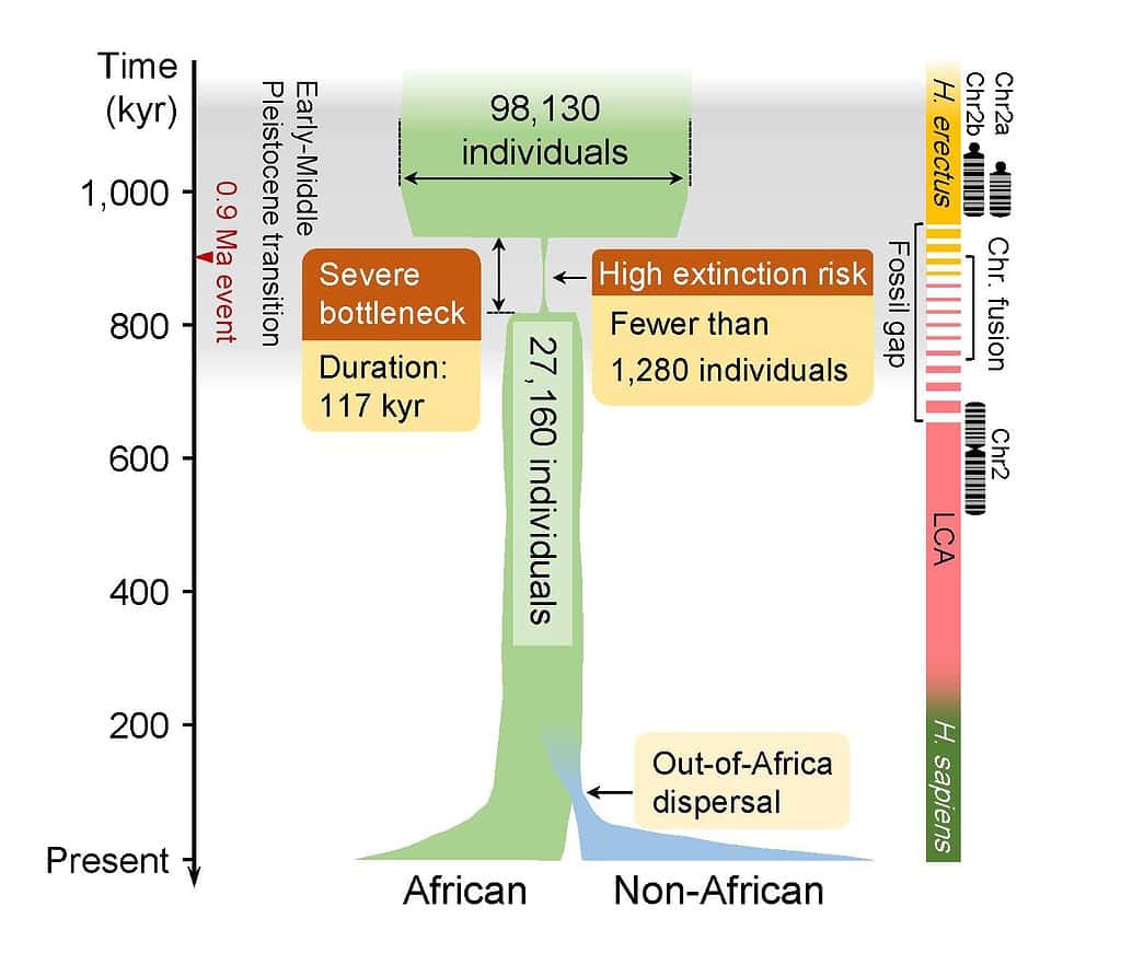 ancient human population bottleneckl