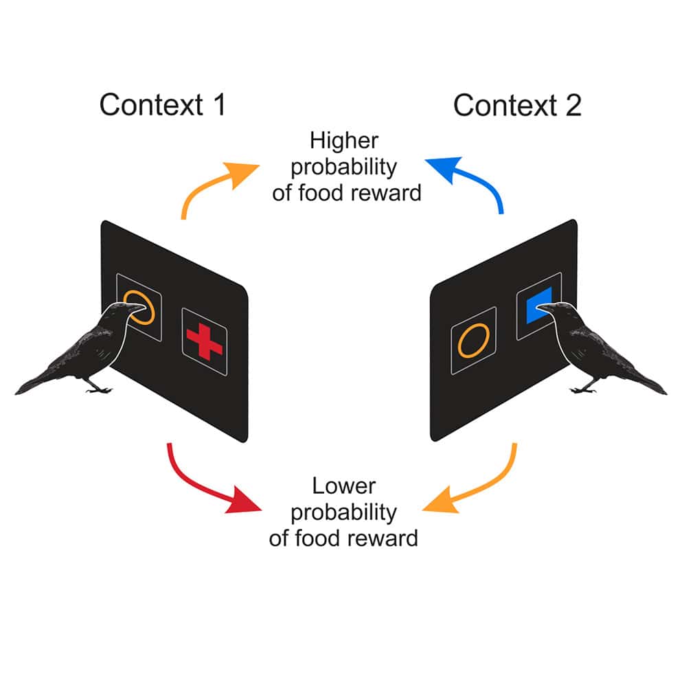 crow diagram