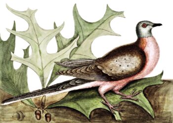 The passenger pigeon became extinct due to loss of habitat and exploitation of pigeon meat. Image credits: Public Domain Pictures.