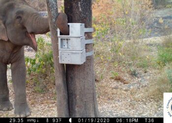 A camera trap screenshot captured an elephant interacting with one of the puzzle boxes. Image credits: The Comparative Cognition for Conservation Lab.