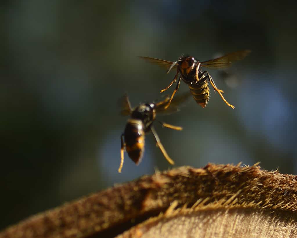 Closeup of Asian hornets