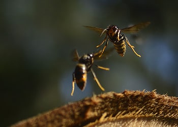 Asian hornets. Image credits: Sandra Rojas Nossa.
