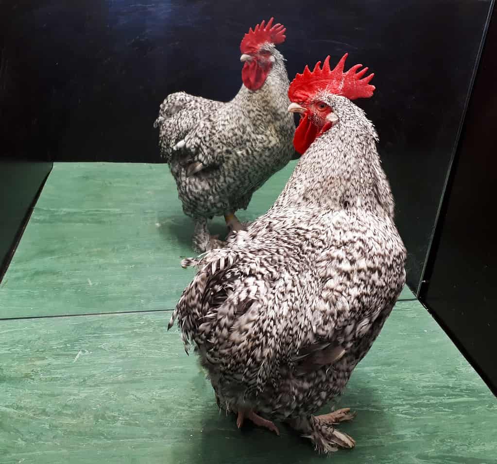rooster mirrors